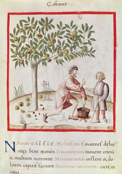 Récolte et cuisson des châtaignes, du 