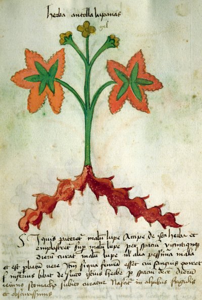 Ms 320 M Fol.13r Herba Antollas Lupanas, du 