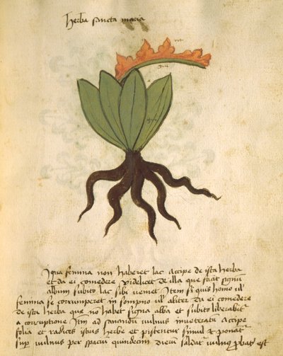Ms 320 M Fol.28r Herba Santa Maria, du Liber Herbarius una cum rationibus conficiendi medicamenta par Orgione Rizzardo - Italian School