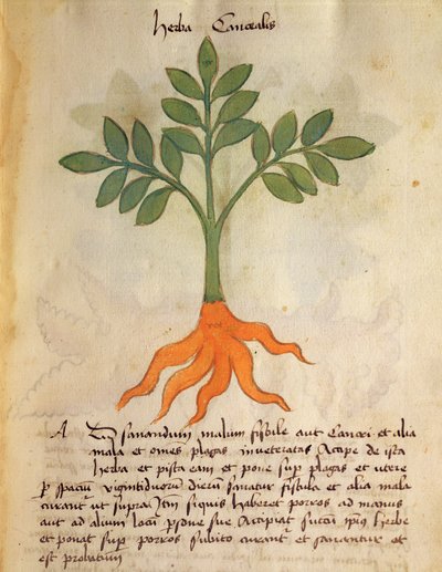Ms 320 M fol.14r Herba Cancealis, du 