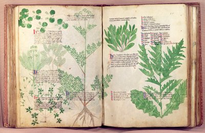 Ms Lat 6823 fol.19v & 80 Plantes de De Herbis par Manfredus de Monte Imperiali, vers 1330-40 - Italian School