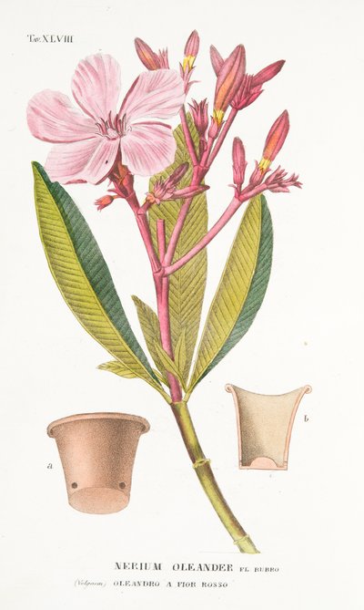 Nerium Oleander el Bubro, Planche XLVIII, de L