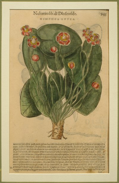 Nimphea Lutea, une planche botanique du Discorsi par Pietro Andrea Mattioli publiée à Venise, 1570 - Italian School