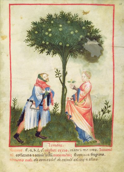 Nouv Acq Lat 1673 fol.18 Récolte de citrons, du Tacuinum Sanitatis, vers 1390-1400 - Italian School