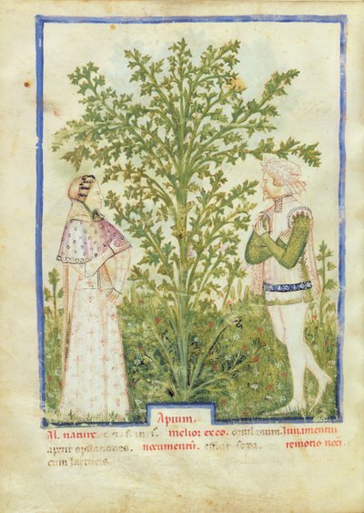 Céleri, du Tacuinum Sanitatis, c.1390-1400 - Italian School