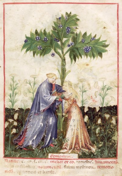 Fenouil, du Tacuinum Sanitatis, c.1390-1400 - Italian School