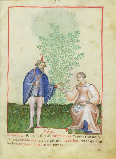 Roses, du Tacuinum Sanitatis, c.1390-1400 - Italian School