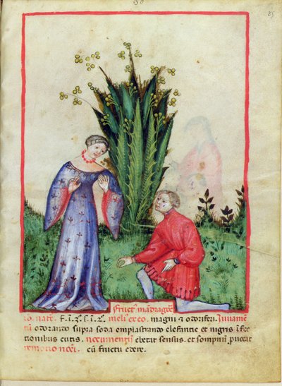 Fruit de Mandragore, du Tacuinum Sanitatis, c.1390-1400 - Italian School