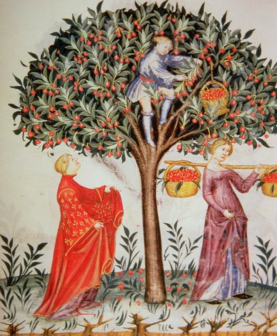Nova 2644 fol.12r Cueillette des cerises, du Tacuinum Sanitatis Codex Vindobonensis - Italian School