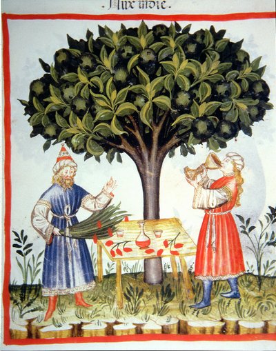 Nova 2644 fol.14r Récolte de muscade, du Tacuinum Sanitatis - Italian School