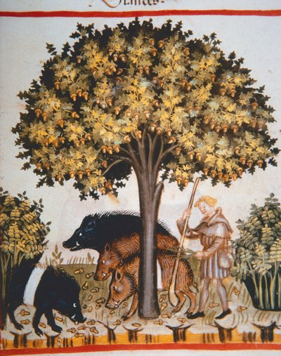 Nova 2644 fol.15r Récolte de glands, du Tacuinum Sanitatis Codex Vindobonensis - Italian School