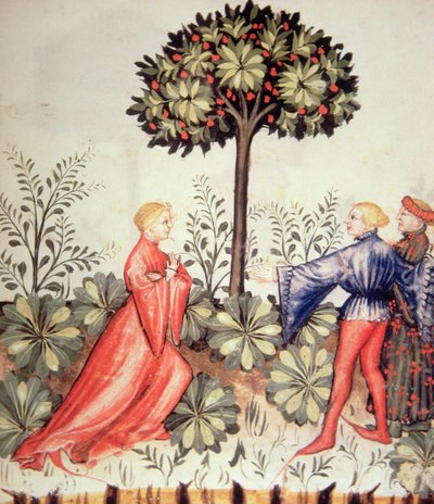 Nova 2644 fol.24r Récolte de moutarde, de Tacuinum Sanitatis - Italian School