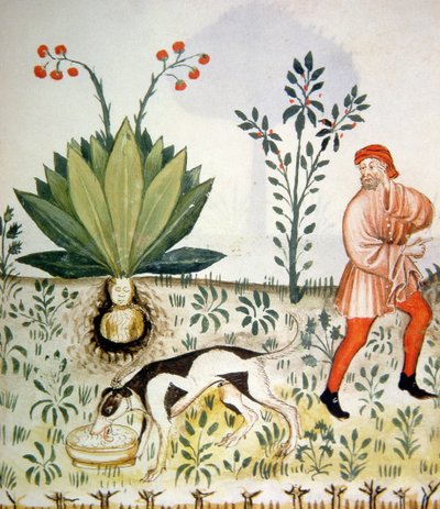 Nova 2644 fol.40r Mandragore, du Tacuinum Sanitatis - Italian School