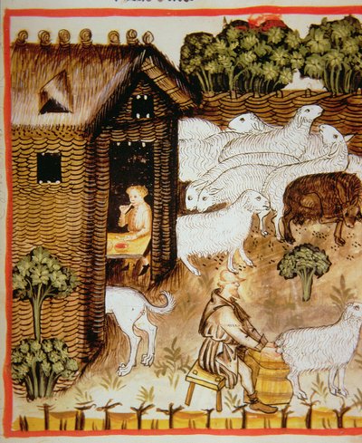 Élevage de moutons : lait doux, de Tacuinum Sanitatis - Italian School