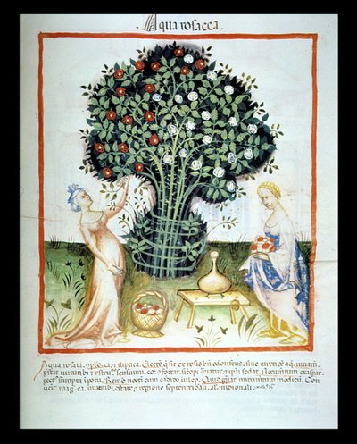Nova 2644 fol.93r Eau de rose, du Tacuinum Sanitatis Codex Vindobonensis - Italian School