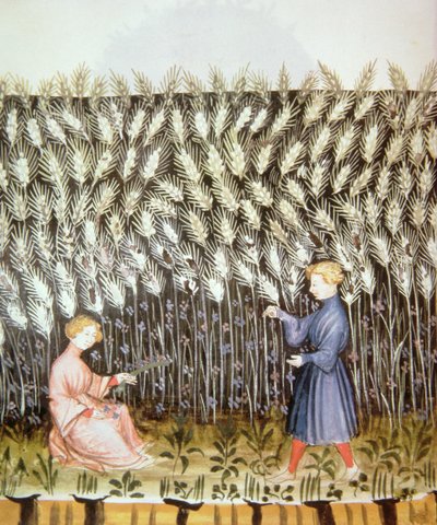 Nove 2644 fol.42v Récolte de blé, du Tacuinum Sanitatis - Italian School