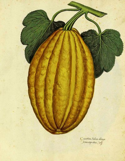 Courge oblongue par Ulisse Aldrovandi - Italian School