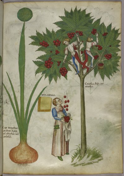 Oignon et cerisier, vers 1440 (encre et couleur sur vélin) - Italian School