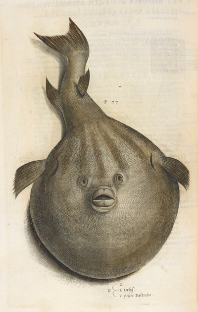 Orbis. Pesci Palombo, illustration de 