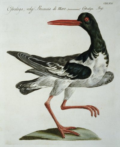 Huîtrier, vers 1767-76 - Italian School