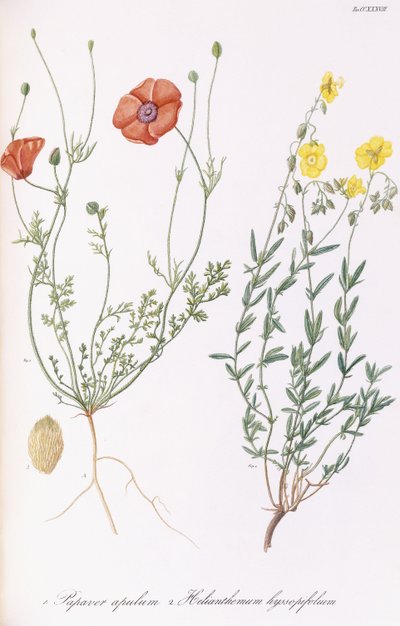 Papaver apulum et Helianthemum hyssopifolium, 1811-1838 - Italian School