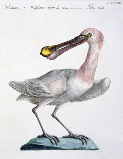 Pélican, vers 1767-76 - Italian School