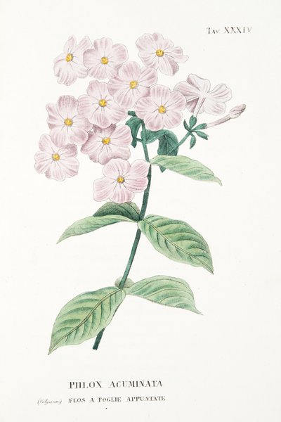 Phlox Acuminata, Planche XXXIV, de "L