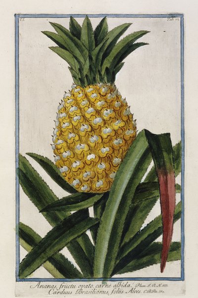 Ananas, 1772-1784 - Italian School
