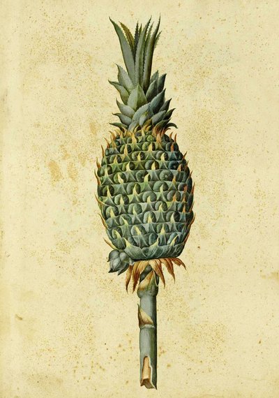 Ananas par Ulisse Aldrovandi - Italian School