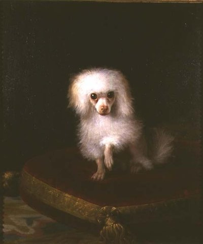 Caniche sur un coussin - Italian School