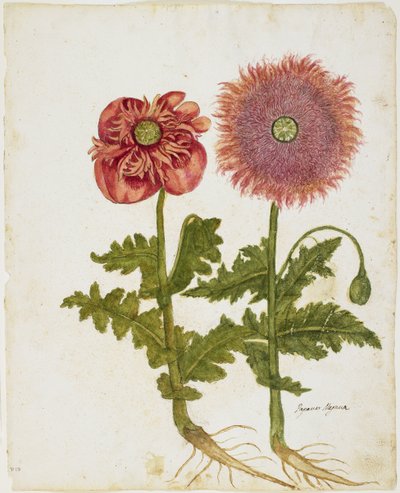 Coquelicots (Papaver spp.) - Italian School