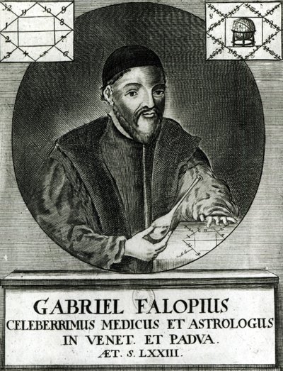 Portrait de Gabriel Fallope (1523-62) - Italian School