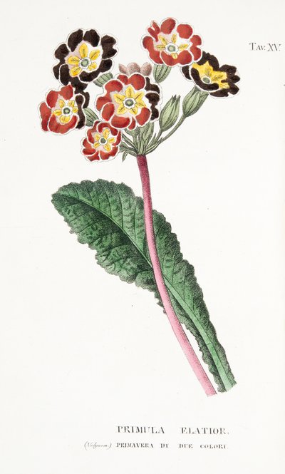 Primula Elatior, Planche XV, de "L