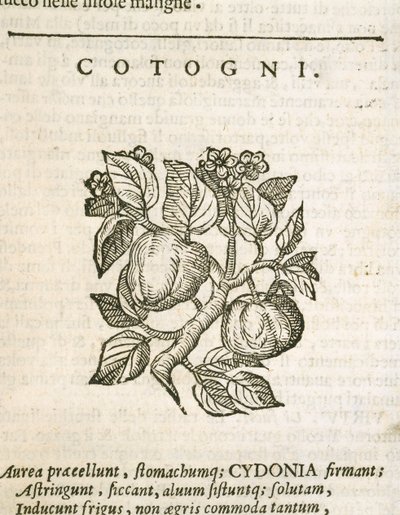 Coing (Cydonia oblonga), gravure de Castore Durante - Italian School
