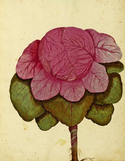 Chou de Savoie di Verona par Ulisse Aldrovandi - Italian School