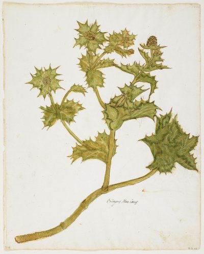 Chardon bleu (Eringium Maritimum) - Italian School