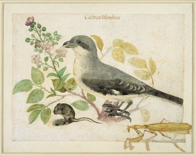 Pie-grièche et mante religieuse (pour le Musée de Papier de Cassiano dal Pozzo) - Italian School