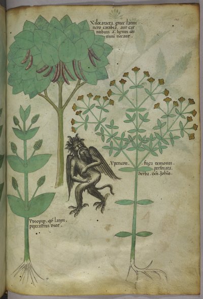 Sloane 4016 f.103 Miniature de plantes et un démon : l