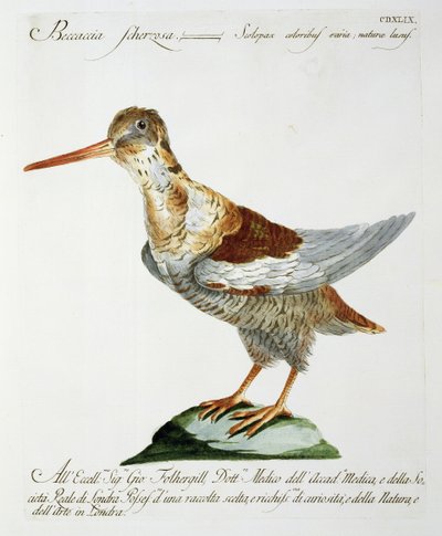 Bécassine, vers 1767-76 - Italian School