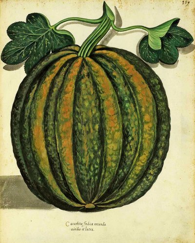 Courge par Ulisse Aldrovandi (1522 – 1605) planche publiée dans Piante Fiori Frutti - Italian School