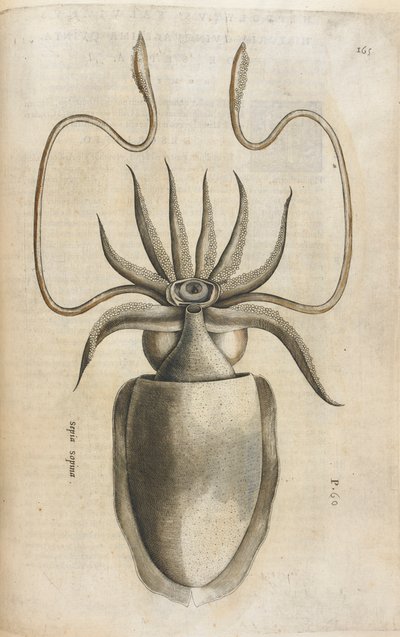 Calmar, illustration de 