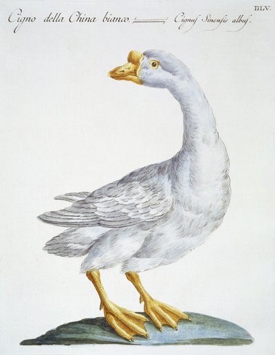Cygne, vers 1767-76 - Italian School