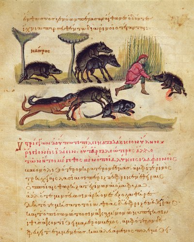Traité sur le sanglier : vie, accouplement, chasse, illustration du Cynegetica par Oppian - Italian School