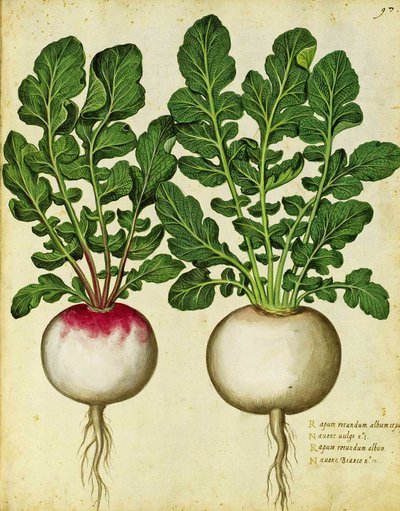 Navet par Ulisse Aldrovandi - Italian School