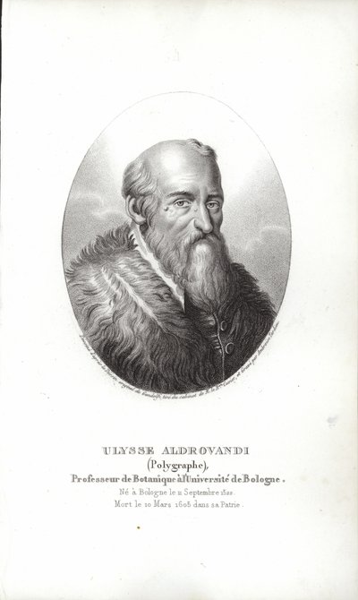 Ulisse Aldrovandi - Italian School