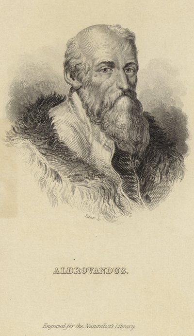 Ulisse Aldrovandi - Italian School