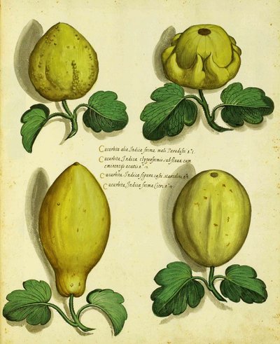 Variétés de courges patrimoniales - Italian School
