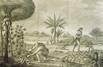 Diverses cultures de légumes des Indiens des bassins de l
