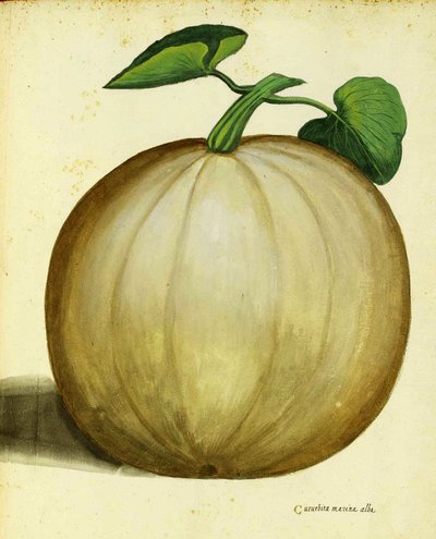 Courge blanche - Italian School