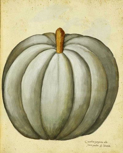 Courge Blanche par Ulisse Aldrovandi - Italian School